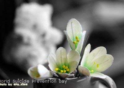 ดอกสะมาเรีย ดอกไม้สีขาวดอกเล็ก กับความหมายที่ยิ่งใหญ่